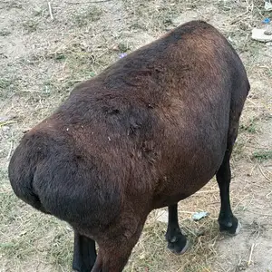 Гуспанд, Душанбе