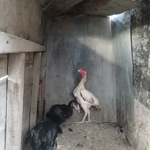Мурги даканг, Худжанд