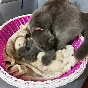 Котята, Худжанд