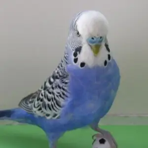 Попугай, Душанбе