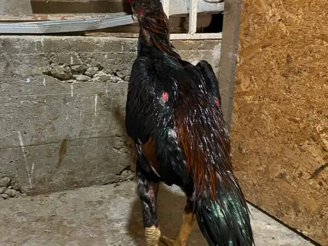 Чучахо, Хуҷанд