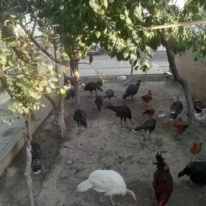 Индюк, Канибадам