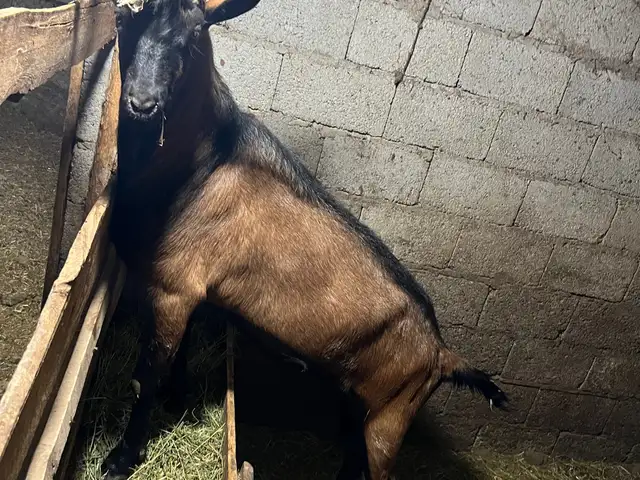 Таккаи альпийский, Душанбе