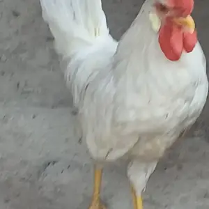 Хурусҳои сафед, Худжанд