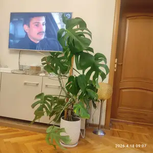 Монстера, Душанбе
