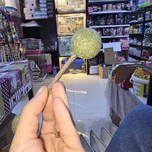 Кошачья мята, Душанбе