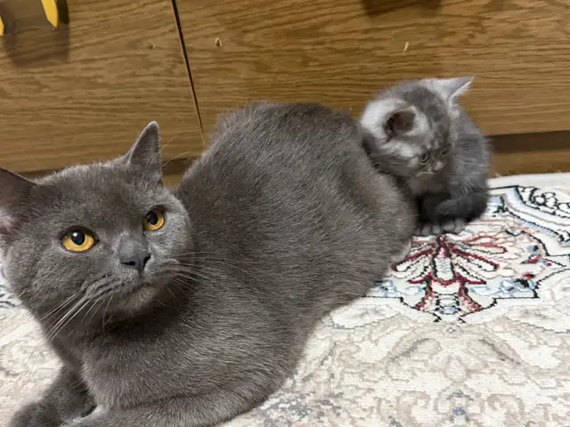 Шотландская прямоухая кошка и Котенек, Душанбе