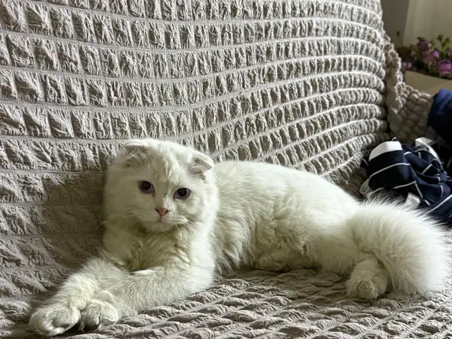 Кот вислоухий длинношерстный, Худжанд