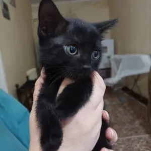 Котята, Душанбе