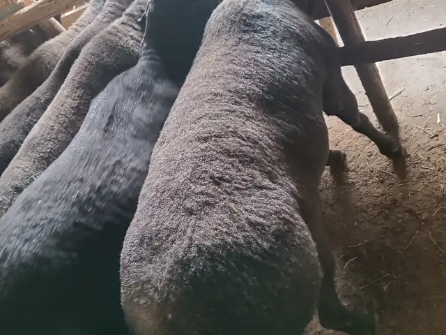 Гусфанд, Хуҷанд