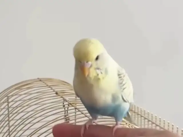 Попугай, Душанбе