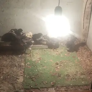 Чуча, Душанбе