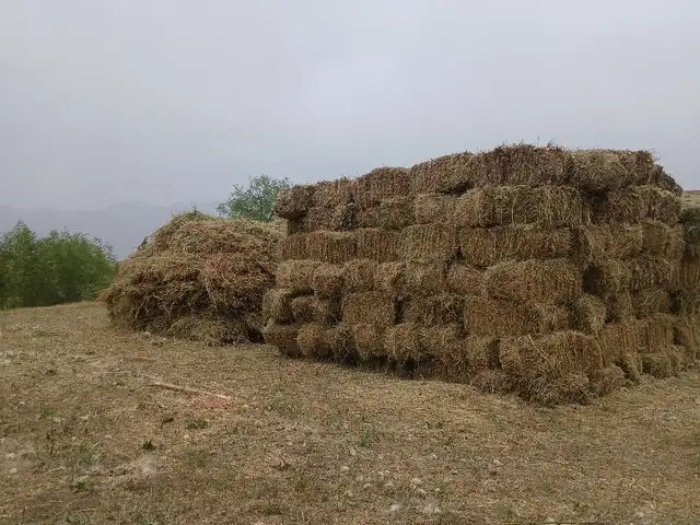 Пресс ва дарза, Рашт