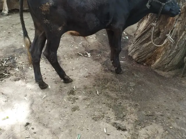 Бука, Ваҳдат