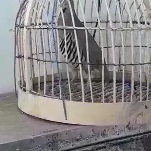 Кабк, Душанбе