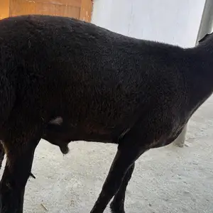Кучкори хисори, Рудаки