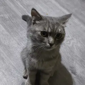 Кот Шотландской Пароды, Душанбе