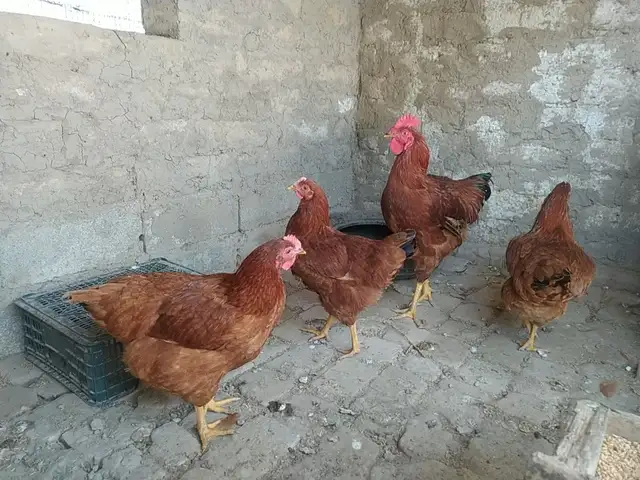 Мург, Турсунзаде