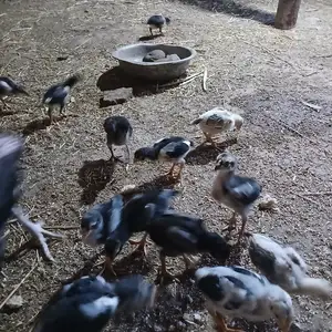 Дакан, Вахдат