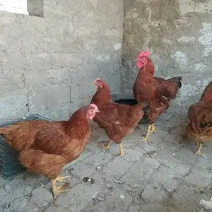 Мург, Турсунзаде