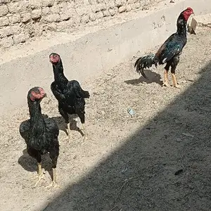 Дакан, Хуҷанд