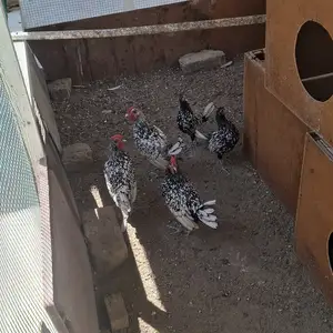 Хурус, Худжанд