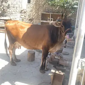 Мода гов, Худжанд