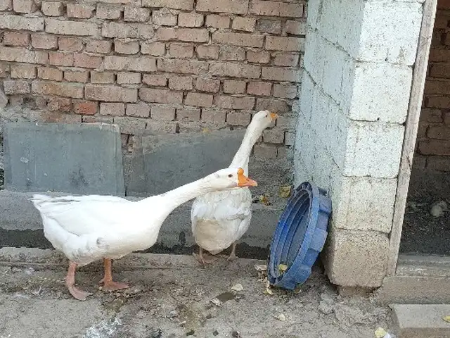 Гуси, Душанбе
