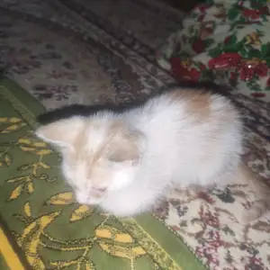Котенок, Душанбе