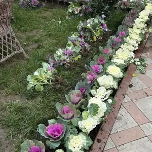 Капуст гул, Душанбе