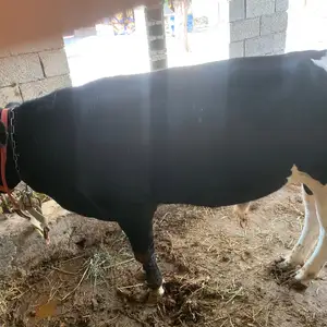 Бука зоти чорни пиёз, Гиссар