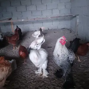 Чучахои Брама, Худжанд