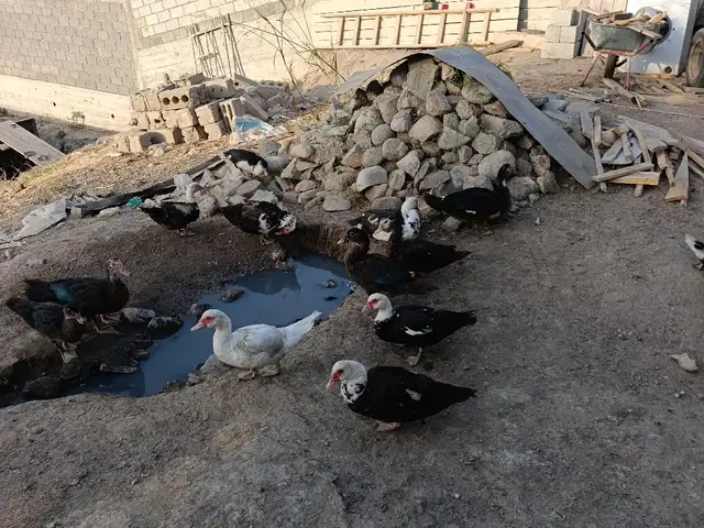 Мургоби, Ваҳдат