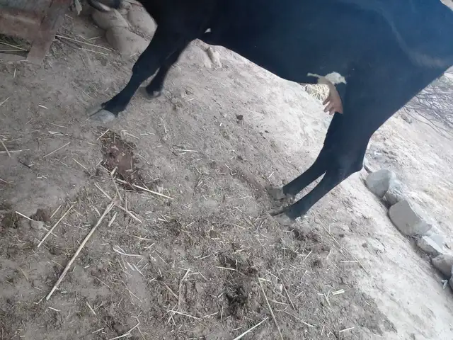 Гов, Конибодом