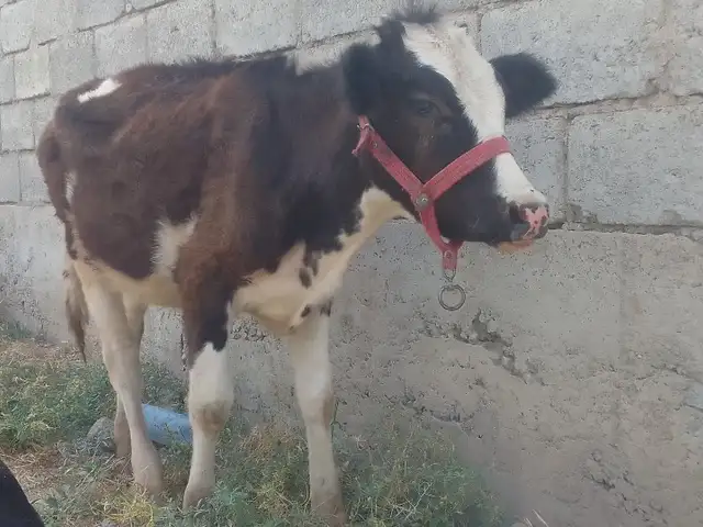 Гусалача, Ваҳдат