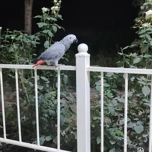 Попугай жако, Душанбе