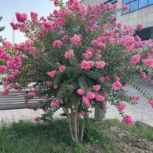 Индийский Сирень, Душанбе