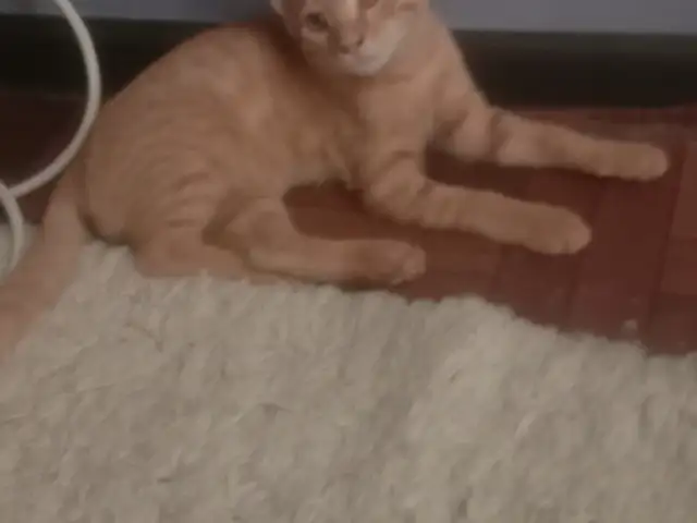 Кошка даром, Душанбе