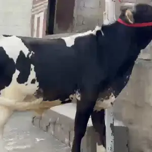 Бука чорни, Душанбе