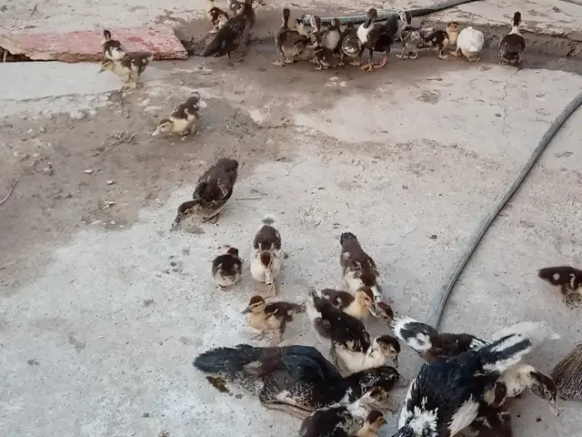 Утка, Шаҳринав