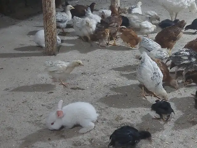 Куры, Душанбе