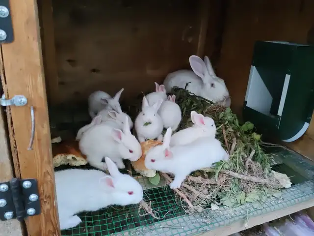 Харгуши Хикол, Душанбе