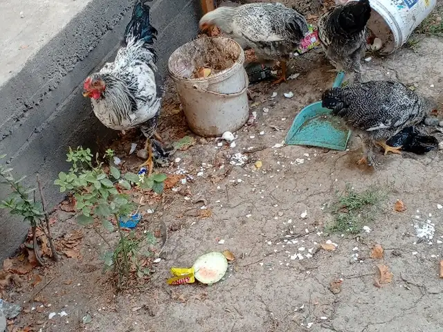 Мурғҳои хонаги брама, Душанбе