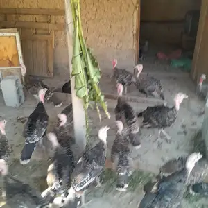 Индюк, Турсунзаде