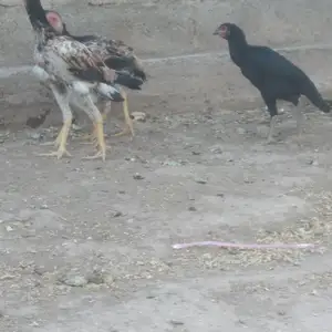 Чучаи дакан, Вахдат