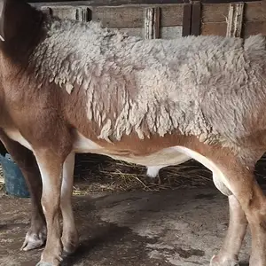 Кушкори фарбех, Худжанд
