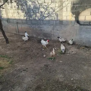 Рябушка, Гиссар
