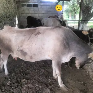 Модагов, Худжанд