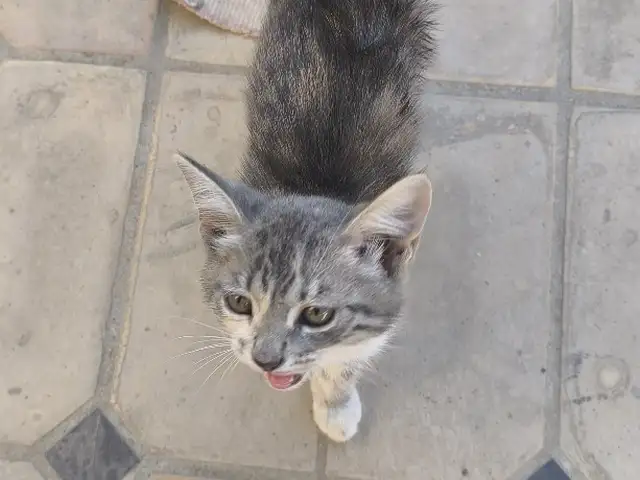 Котенок, Хуҷанд