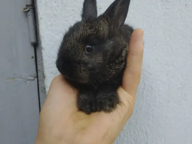 Харгуш, Душанбе